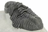 Large Phacopid (Drotops) Trilobite - Nice Eye Preservation #233836-4